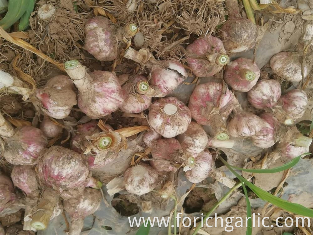 Normal White Garlic